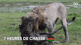 Un lion passe 7 heures à chasser un phacochère [upl. by Anagrom74]