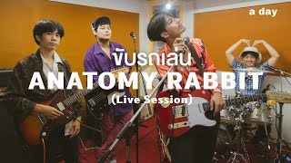 ANATOMY RABBIT  ขับรถเล่น Live Session I Live in a day [upl. by Goth]