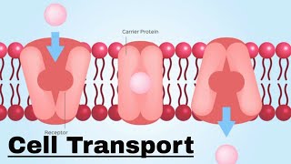 Cell transport Passive and Active Transport [upl. by Imalda]