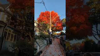 Fall Walk in Leslieville in Toronto [upl. by Floris]