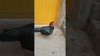 Home Breed Aseel birds chicken pets pigeon [upl. by Kesley374]