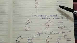 Semiconservative replication and enzymes involved in DNA replication [upl. by Funk751]