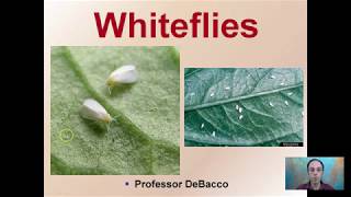 Whiteflies [upl. by Gloriane764]