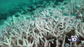 DeSantis distributes 5 million to Florida Keys for coral reef restoration [upl. by Bunny]