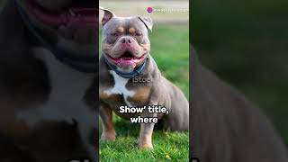 American Bully Shows and Competitions [upl. by Josefina]