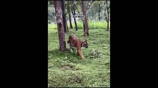 Tiger reserve forest kabini travel forest wildanimals tiger wildlife safari [upl. by Elleoj]