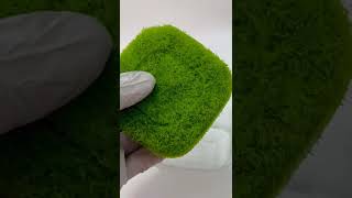 VERY SASSY UG Tissue Culture Aquarium Plants  Utricularia graminifolia shorts [upl. by Eerahc]