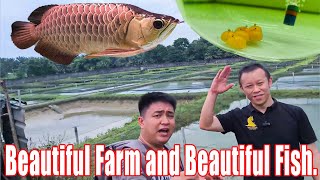 I was arrived the Malaysias No1 Arowana farm [upl. by Irpac]