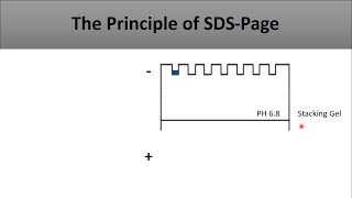 The principle of SDS PAGEa full and clear explanation of the technique and how does it work [upl. by Awuhsoj]