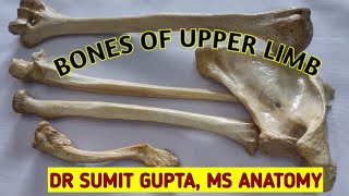 BONES OF UPPER LIMB  Side determination amp Bony features [upl. by Lash637]