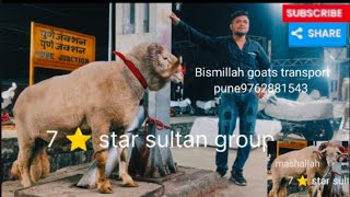 7 ⭐ star sultan group world largest sheep breed Marino 120 kg male Bismillahgoattransport9762881543 [upl. by Tessy]