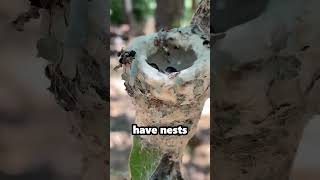 This is What a Hummingbirds Nest Looks Like [upl. by Lotsirhc]