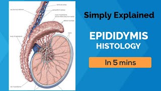 EPIDIDYMIS HISTOLOGY IN 5 MINS  LAIQ HUSSAIN  SIMPLY EXPLAINED [upl. by Agni]