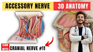 accessory nerve anatomy  11th nerve anatomy  cranial nerve anatomy [upl. by Krm722]