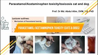 quotWarning Paracetamol Toxicity Threatens Cats and Dogsquot [upl. by Tengdin]