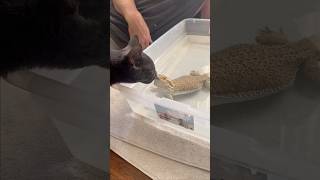 beardeddragon takes a bath The cat wants to say hi to everyone and the ice cream in the cup [upl. by Nosreme]