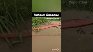 Earthworm fertilization Annelida Animation video NEET CBSE [upl. by Halbert]