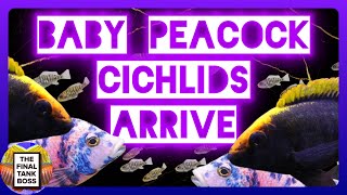 The Baby Peacock Cichlid are here Raising Peacock Cichlid Fry [upl. by Eicram74]