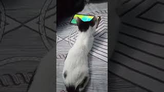 My meawmeaw playing mobile carton movie🤣 cutecat [upl. by Lorna939]