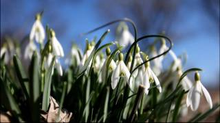 Galanthus [upl. by Casar]