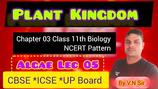 Class 11th Biology Lec 19 ll Chlorophyceae Pheophyceae and Rodophyceae ll V N Singh [upl. by Onaicul]