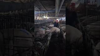 Pig Farm 🇰🇷 subscribe pigging farming india pig pighusbandrypigletlivestockfarming shorts [upl. by Eneleahcim]