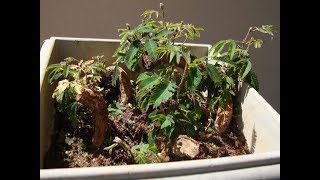 Creative Farmer Albizia Julibrissin Silk Plant Bonsai [upl. by Noyad809]