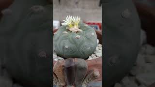 lophophora Difusa en floración 😍😍😍 ccactusuculentas lophophora cactusflower [upl. by Dunlavy]