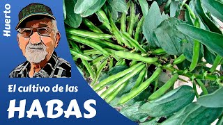 𝗛𝗔𝗕𝗔𝗦 COMO PLANTAR HABAS GROWING BEANS Cultivo completo [upl. by Lakim]