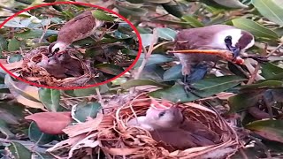 Yellowvented Bulbul feeding baby foodbirds [upl. by Widera]