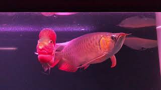 Arowana and Flowerhorn in the same tank [upl. by Burford]