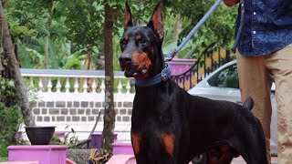 Doberman Dog Breed From Kerala India 😳 [upl. by Alimhaj]