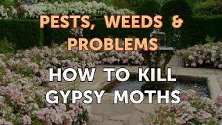 How to Kill Gypsy Moths [upl. by Featherstone447]