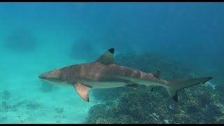 Kuramathi Island Resort Maledives Urlaub Malediven Full HD [upl. by Melamed]