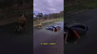 A cow crossed the road and hit a motorcycle A cow crossed the road and hit a motorcycle Fantas [upl. by Eekorehc]