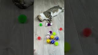 Cat Barsik ASMR SUBSCRIBE Reverse Video reversevideo funny marblerunandmore [upl. by Arlina773]