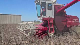 International Harvester 403 combine harvesting soybeans 2024 [upl. by Daza163]