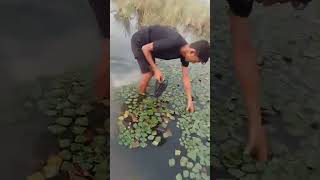 👉 Water caltrop sweet fruit farmer subscribe 👍 [upl. by Jocko]