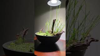 Emersed aquarium plants [upl. by Ydal]