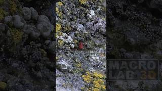 A 2mm long red mite Neomolgus littoralis sitting in a lichen garden [upl. by Rahm]