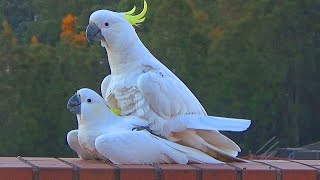 Sweet and Funny Cockatoo Love  Unedited Version [upl. by Aivon35]