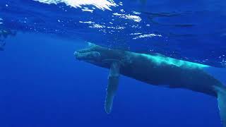 Moorea humpback whale [upl. by Sug402]