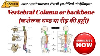 Vertebral Column  Vertebral Column Anatomy  Vertebral Column In Hindi  Spinel Cord  Spine [upl. by Ellenad497]