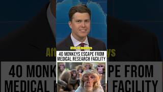 quot40 MONKEYS ESCAPE FROM MEDICAL RESEARCH FACILITYquot 😱🤣 COLIN JOST shorts [upl. by Nnaeoj]