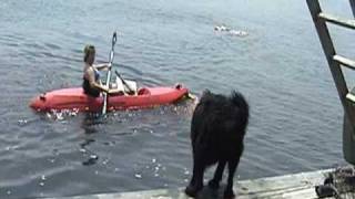 Labradoodle dog jumping off dock [upl. by Astera]