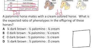 Codominance and Incomplete Dominance Practice 12 [upl. by Rats700]