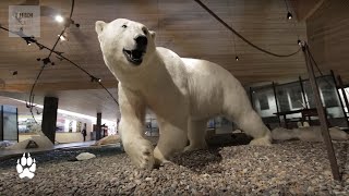 5 Things To Do In Svalbard  Earth Unplugged [upl. by Jeane270]