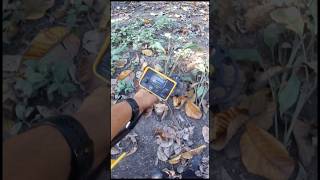 Searching for treasure in the dark with a metal detector metaldetector shorts [upl. by Claus246]