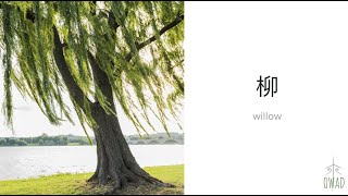 Willow 柳  S4E267  OWAD Learning Mandarin Chinese [upl. by Aisha]