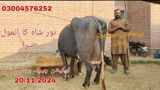 Noor shah ki top buffalo for sale Okara Animal Tv 0300457625220112024لوکیشن چیچہ وطنی منڈی [upl. by Annairdna]